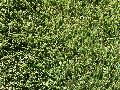 Zoysiagrass / Zoysia species